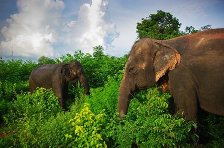 Surin - 20-26th Sep 2010-3