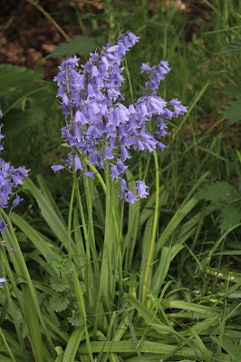 Basterdhyacint - Basterthyasint - Hyacinthoides  massartiana