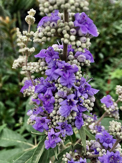 Vitex