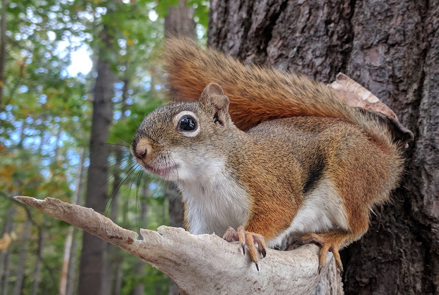 Actual photograph of a Red Squirrel by Dale Schultz