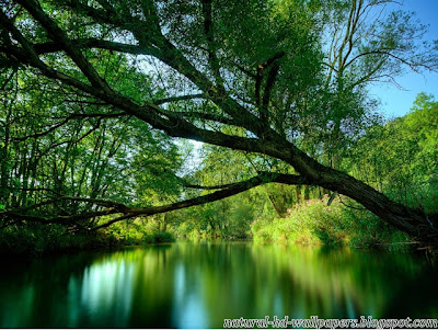 Beautiful Tree on Water, Nice Background