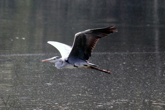 Grey Heron in flight, the largest among the Herons at Karanji Lake