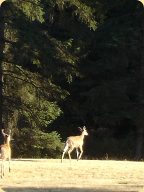 Puyallup, WA 035