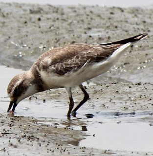 Charadrius mongolus