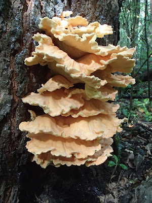 grzyby września, wrześniowe grzybobranie, grzyby w Krakowie, grzyby w mieście, żółciak siarkowy, Laetiporus sulphureus