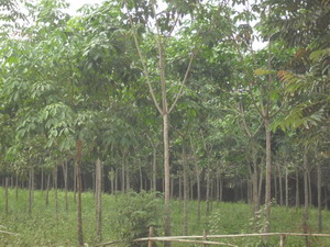 KKN Unila 2011 Desa Tulang Bawang Way Kanan