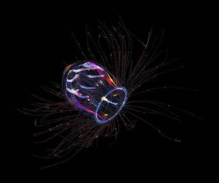 Transparent sea jelly