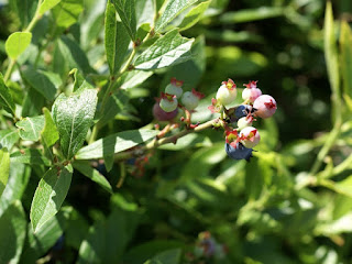 Bleuet à feuilles étroites - Vaccinium angustifolium - Airelle à feuilles étroites