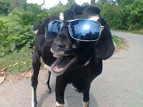funny animal pictures, goat wears sunglasess