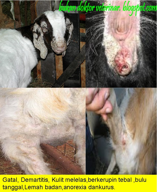 Bukan doktor veterinar: Penyakit Kurap "MANGE" Ternakan
