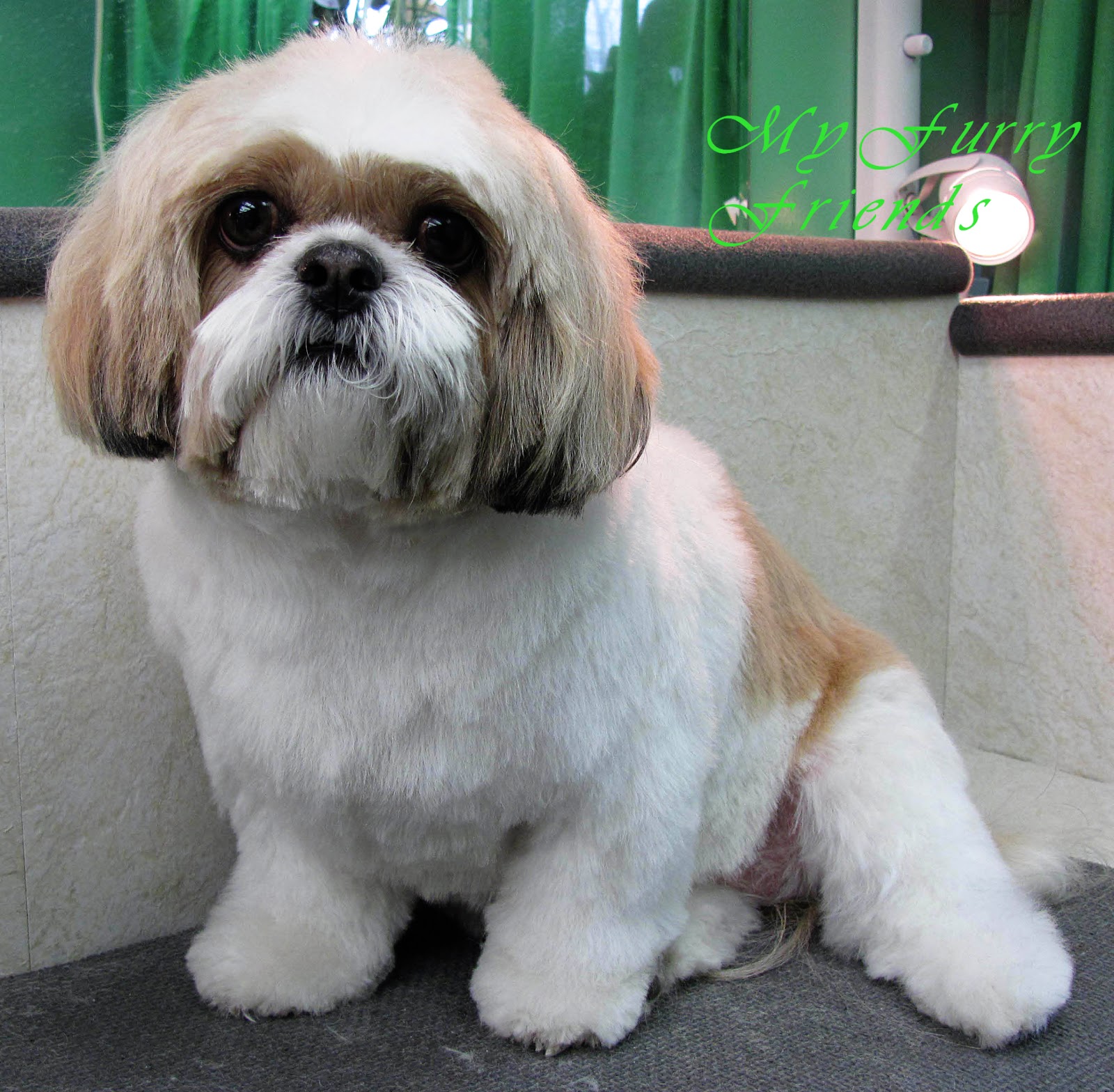 Shih Tzu Grooming