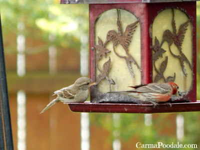 birds on a feeder - Carmapoodale.com