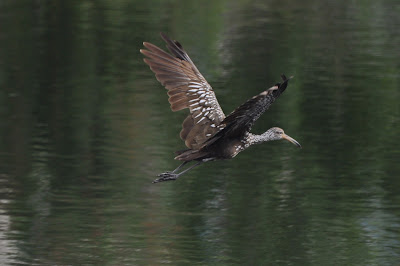 Limpkin+b