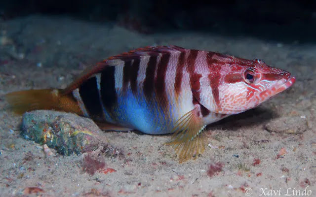 Painted Comber : poisson de mer méditerranée