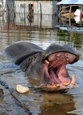 Hippo on the Run Seen On www.coolpicturegallery.us