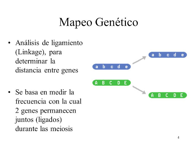 Mapeo Genético y análisis de ligamiento