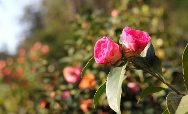 Camellia Flowers Pictures
