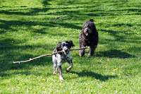 Lucy chasing Kira for her stick