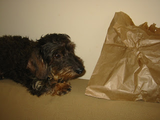 miniature wire haired dachshund; miniature dachsie