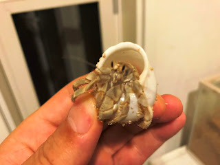 オカヤドカリ育成日記 宿替えで成長 3年目を迎えました モニオの部屋