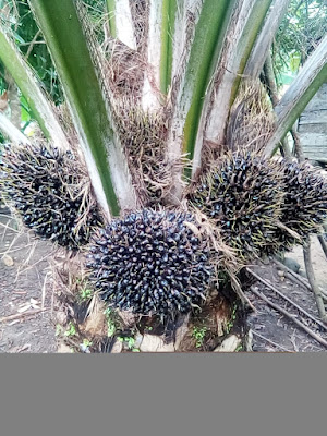 Pupuk Super88