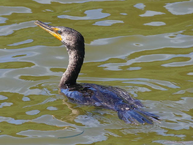 10: bird in the water