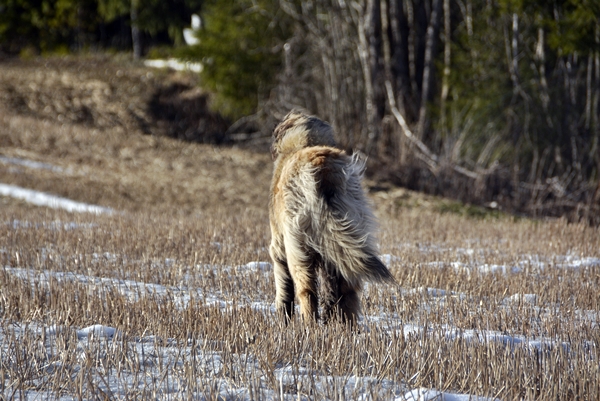 leonberger