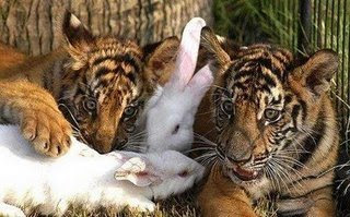 funny animals really cute photo of tiger cubs and bunny rabbit friends