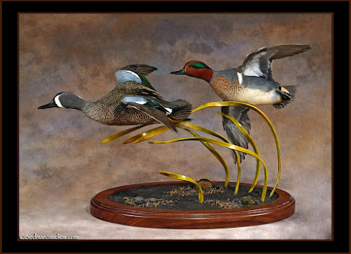 Green-wing Teal and a Blue-winged Teal Flying Mount