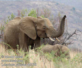 african bush elephant