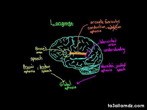 effect of language on the brain