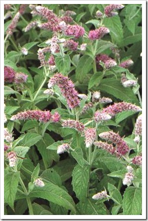 menta111