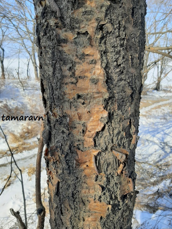 Маакия амурская (Maackia amurensis)