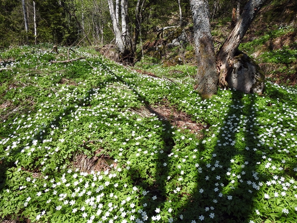 maridalen flyvrak hansakollen