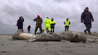 ornalistas e funcionários da Promotoria Ambiental Interdistrital caminham perto dos corpos de focas mortas na costa do Mar Cáspio, Daguestão. Mais de 700 focas mortas foram encontradas ao longo da costa do Mar Cáspio da Rússia, onde a variante H5N1 foi detectada anteriormente em aves selvagens. | Crédito da foto: AP