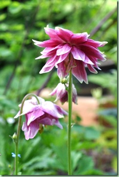 Aquilegia vulgaris ‘Nora Barlow’