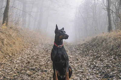 Doberman Pinscher