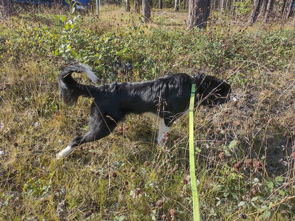 border collie på jobb