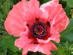 27mei2010 035