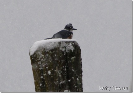 Belted Kingfisher