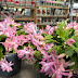 Plant of the Week: Christmas Cactus