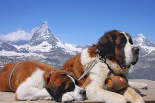 St. Bernard Wallpapers