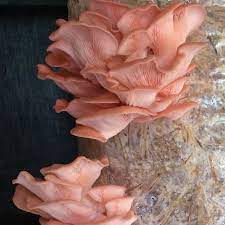 Mushroom Spawn Supplier In Chadchan | Mushroom Spawn Manufacturer And Supplier In Chadchan | Where To Find Mushroom Spawn In Chadchan