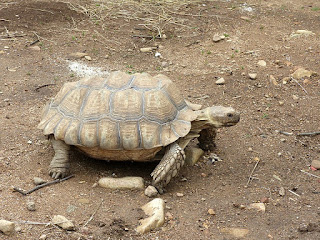 Tortue sillonnée - Geochelone sulcata - Testudo sulcata