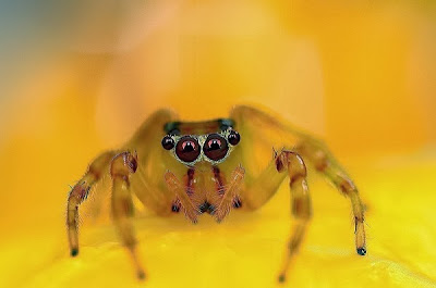 FOTO Indahnya Laba-laba di Depan Kamera