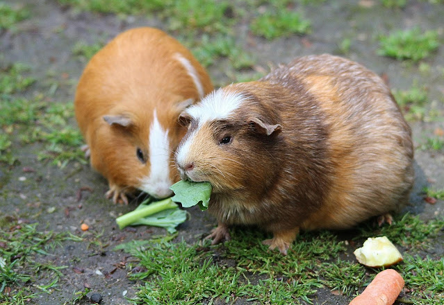 How Do You Know Your Guinea Pig Has Diarrhea?