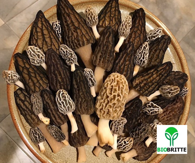 Morel Mushrooms Mystery | Mushroom Learning Center Kolhapur