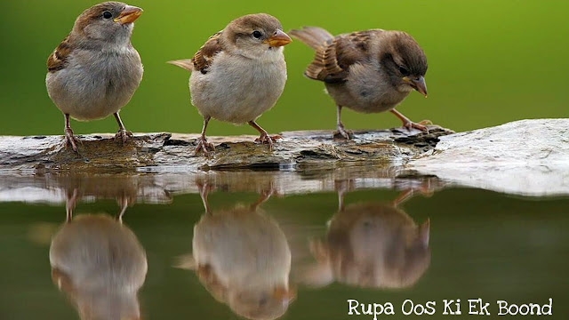 गौरैया (Gauraiya)/ Sparrow