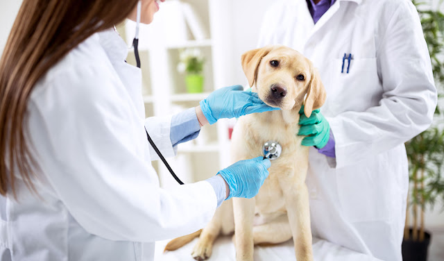 Veterinary Dermatology Drugs Market