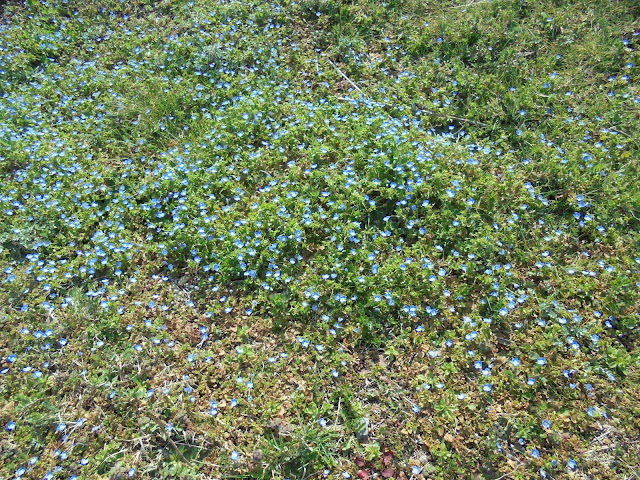 オオイヌノフグリの青い花